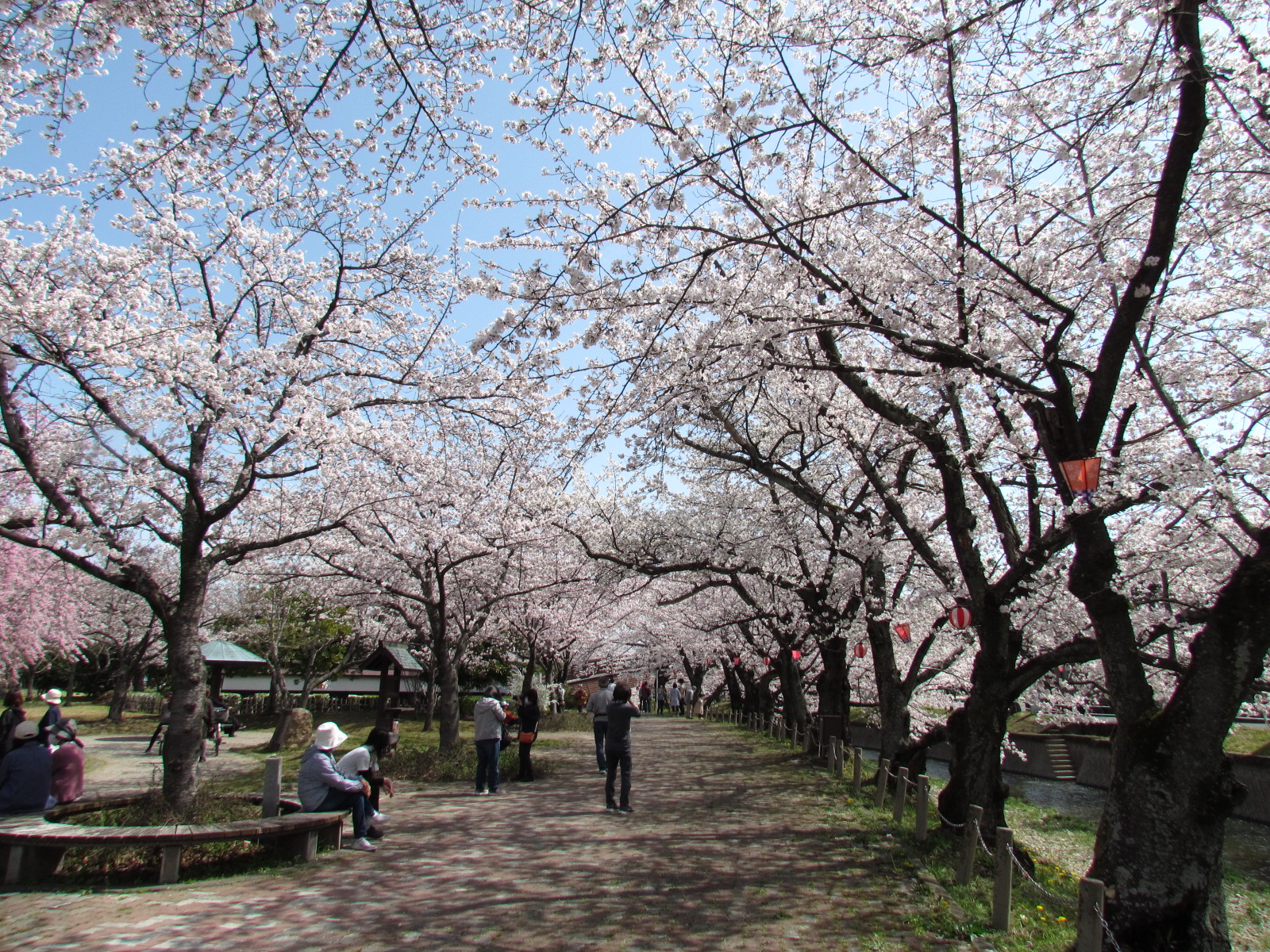 堀尾跡公園の桜