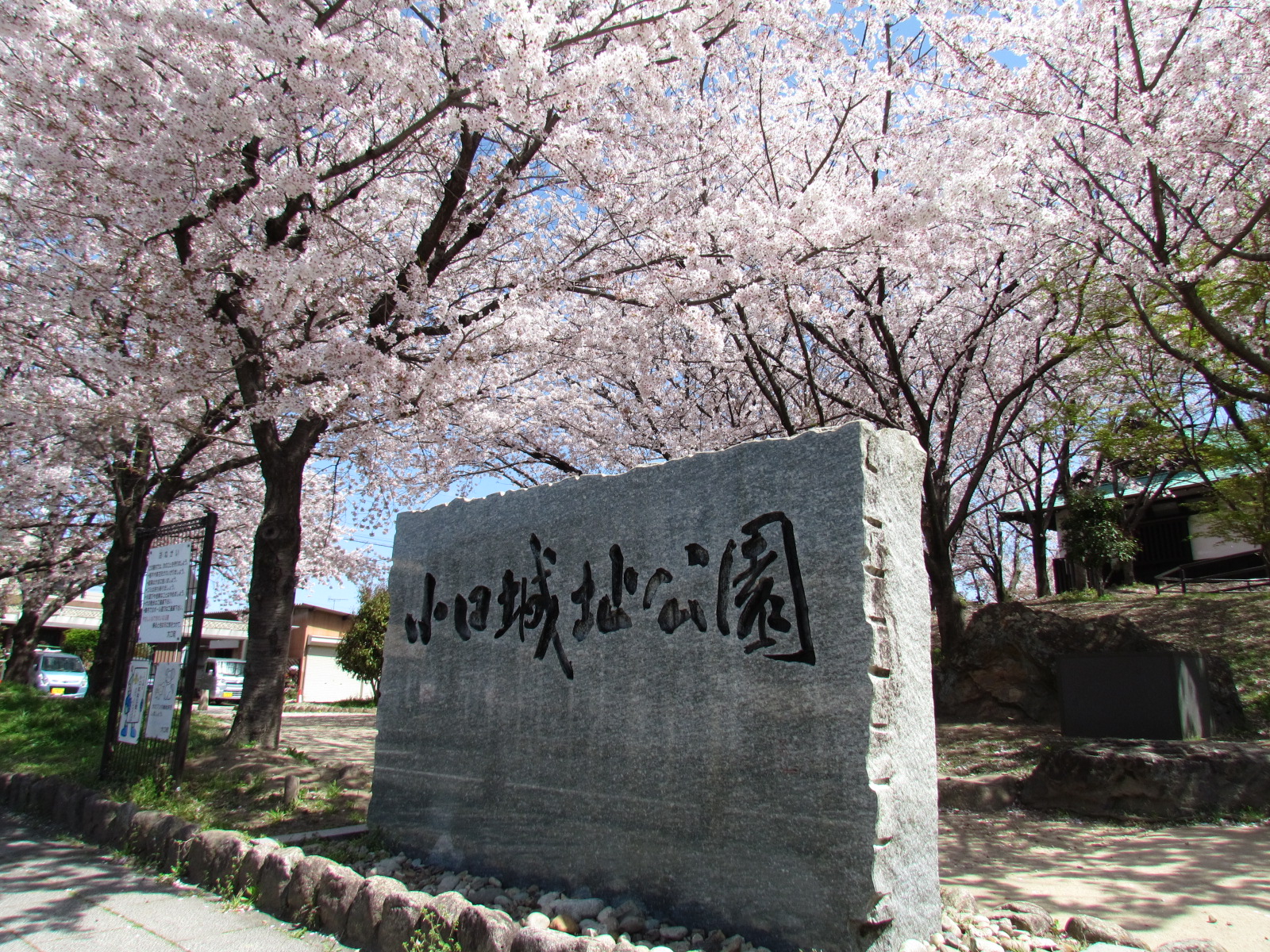 小口城址公園の桜