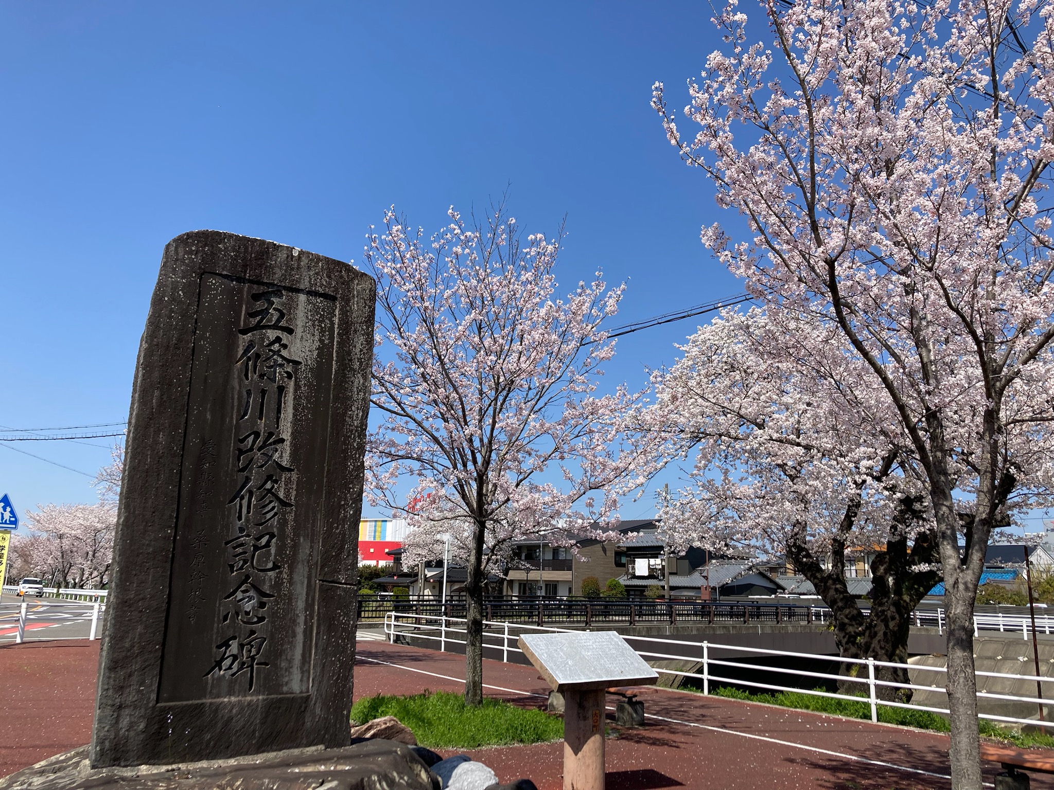 五条川改修記念碑の桜