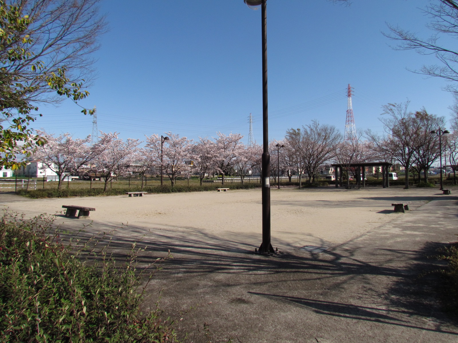 竹田公園の桜