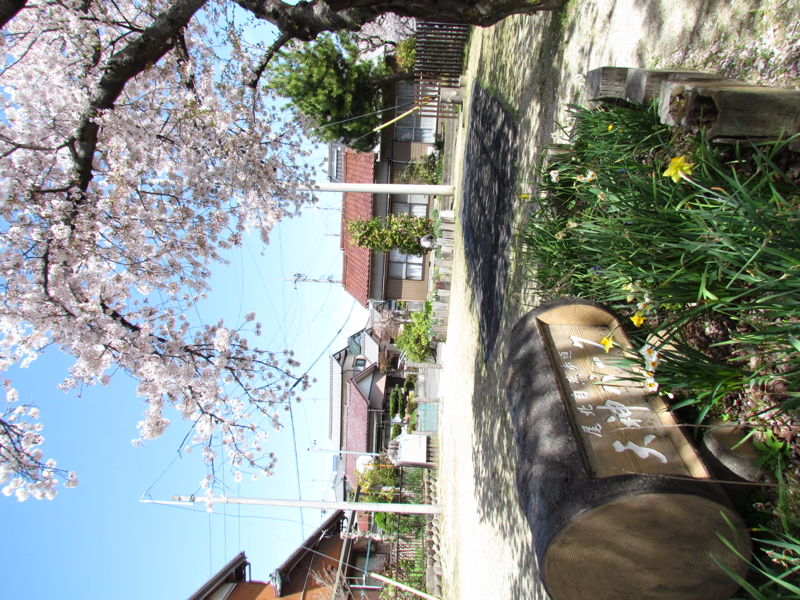 天神パークの桜