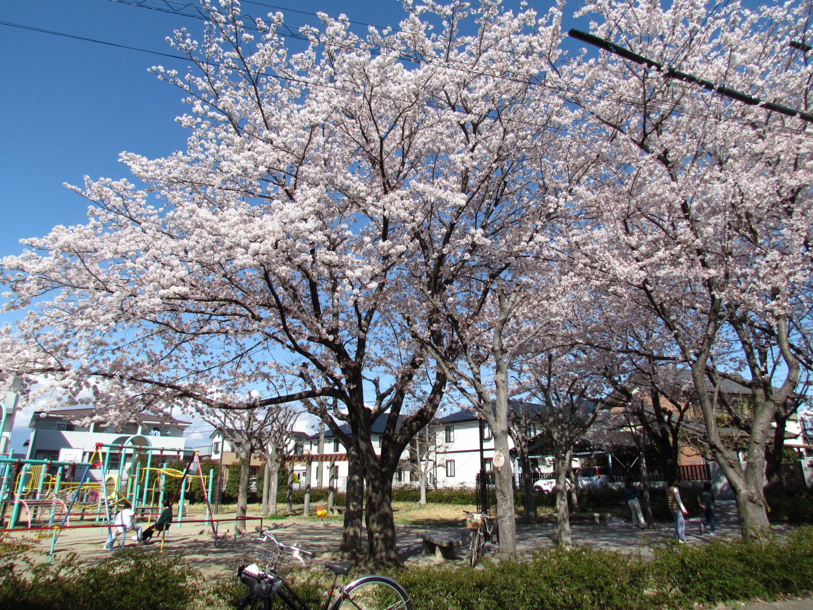 余野2号公園の桜