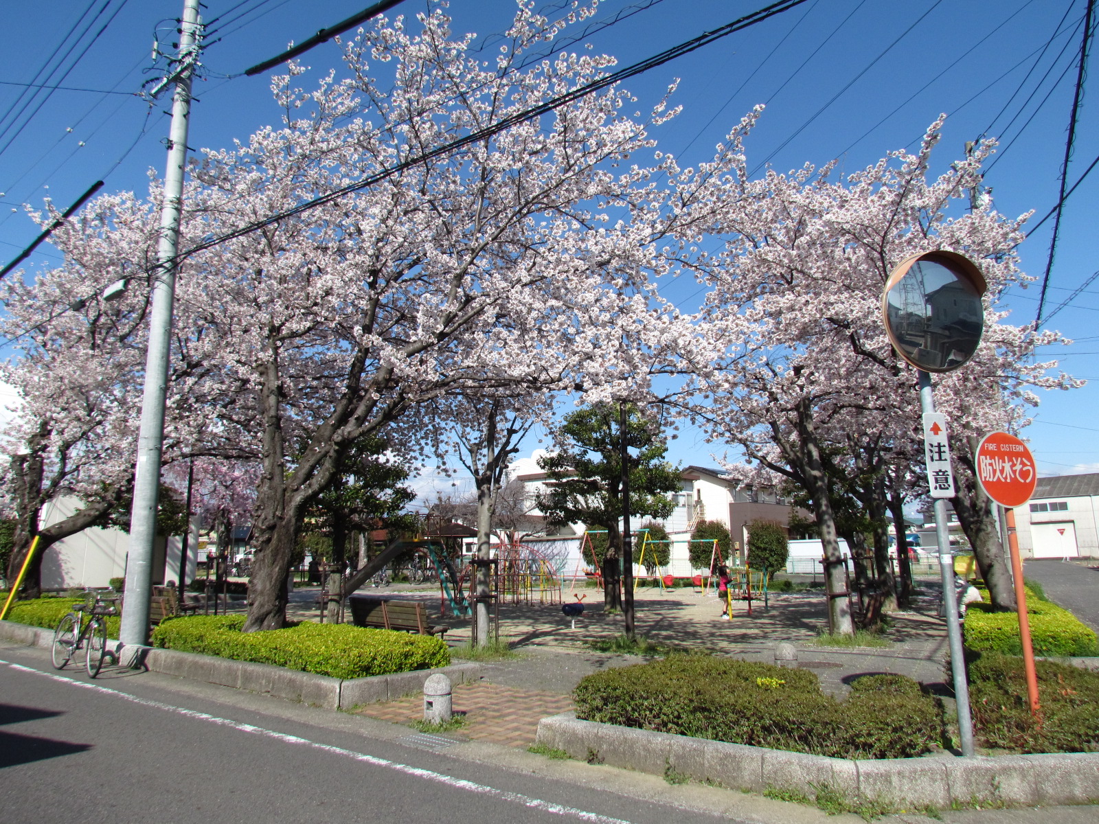 余野3号公園の桜