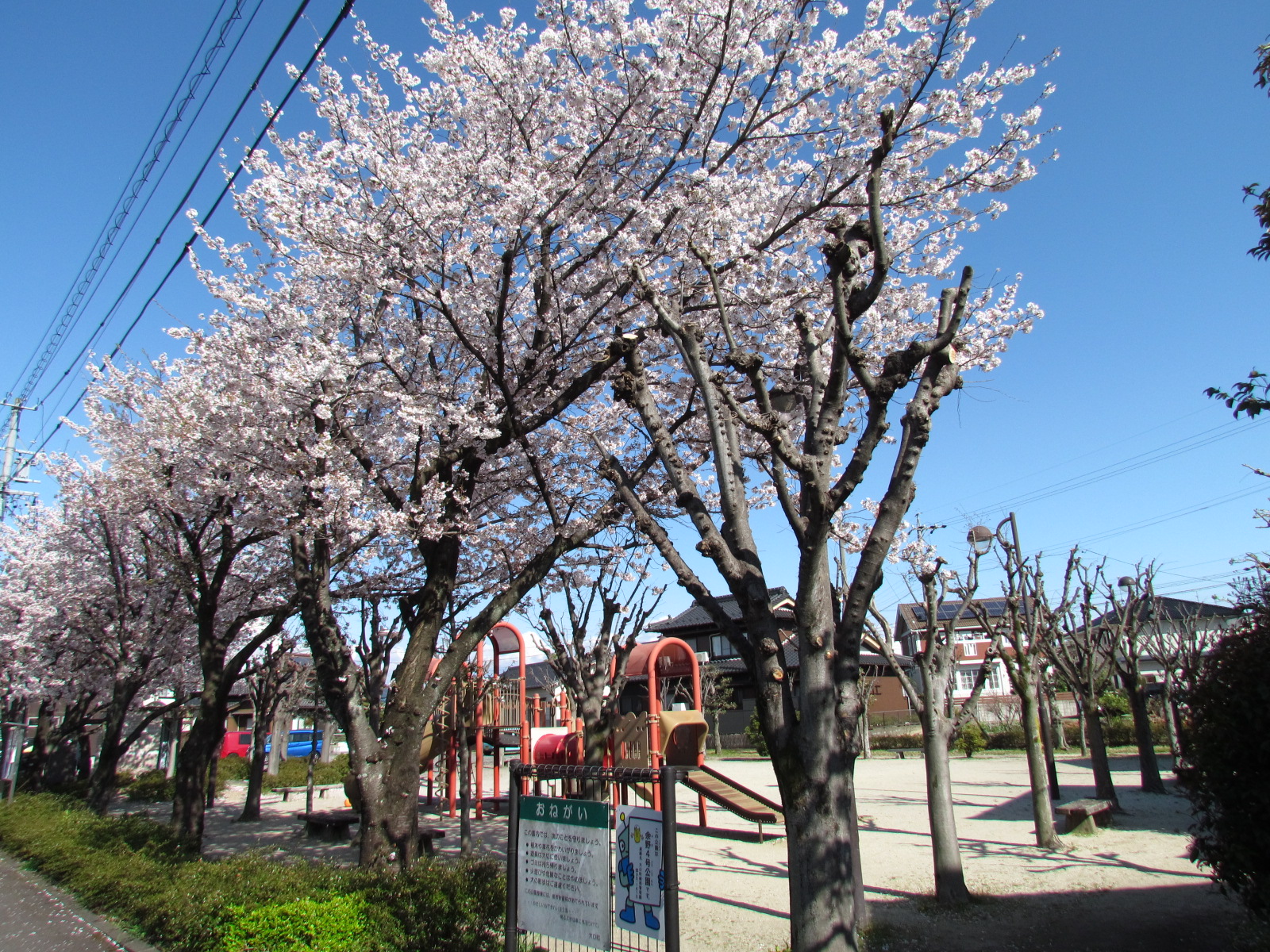 余野4号公園の桜