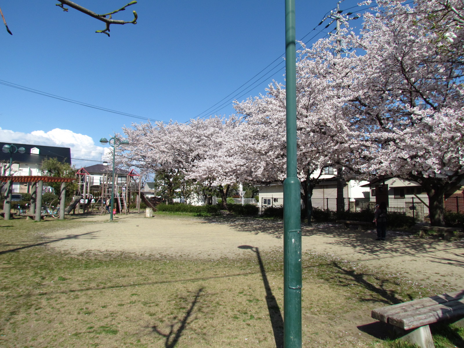 余野5号公園の桜