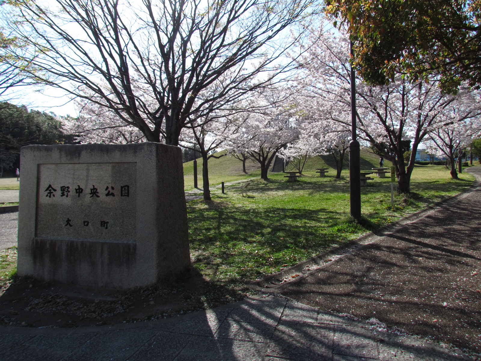 余野中央公園の桜